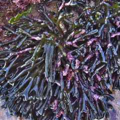 Codium extricatum