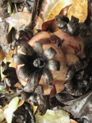 Bdallophytum americanum