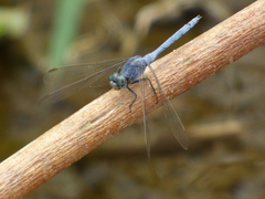 Orthetrum