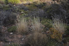 Fingerhuthia africana