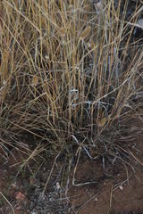 Fingerhuthia africana