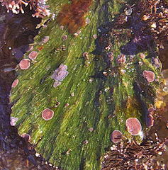 Placophora binderi