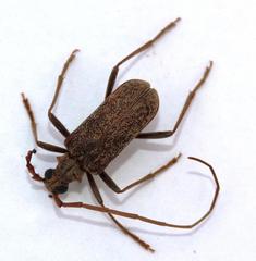 Afroartelida teunisseni