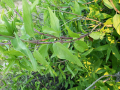 Anisacanthus thurberi