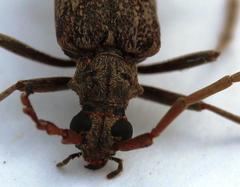 Afroartelida teunisseni