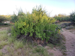 Anisacanthus thurberi