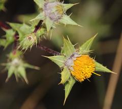 Berkheya onobromoides carlinoides