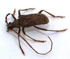 Afroartelida teunisseni