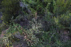 Berkheya onobromoides carlinoides