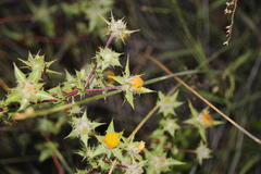 Berkheya onobromoides carlinoides
