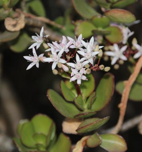 Crassula ovata