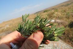 Centella graminifolia