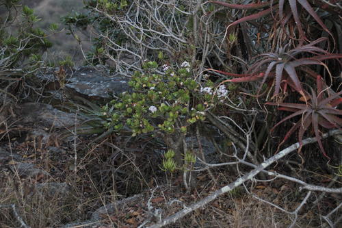 Crassula ovata