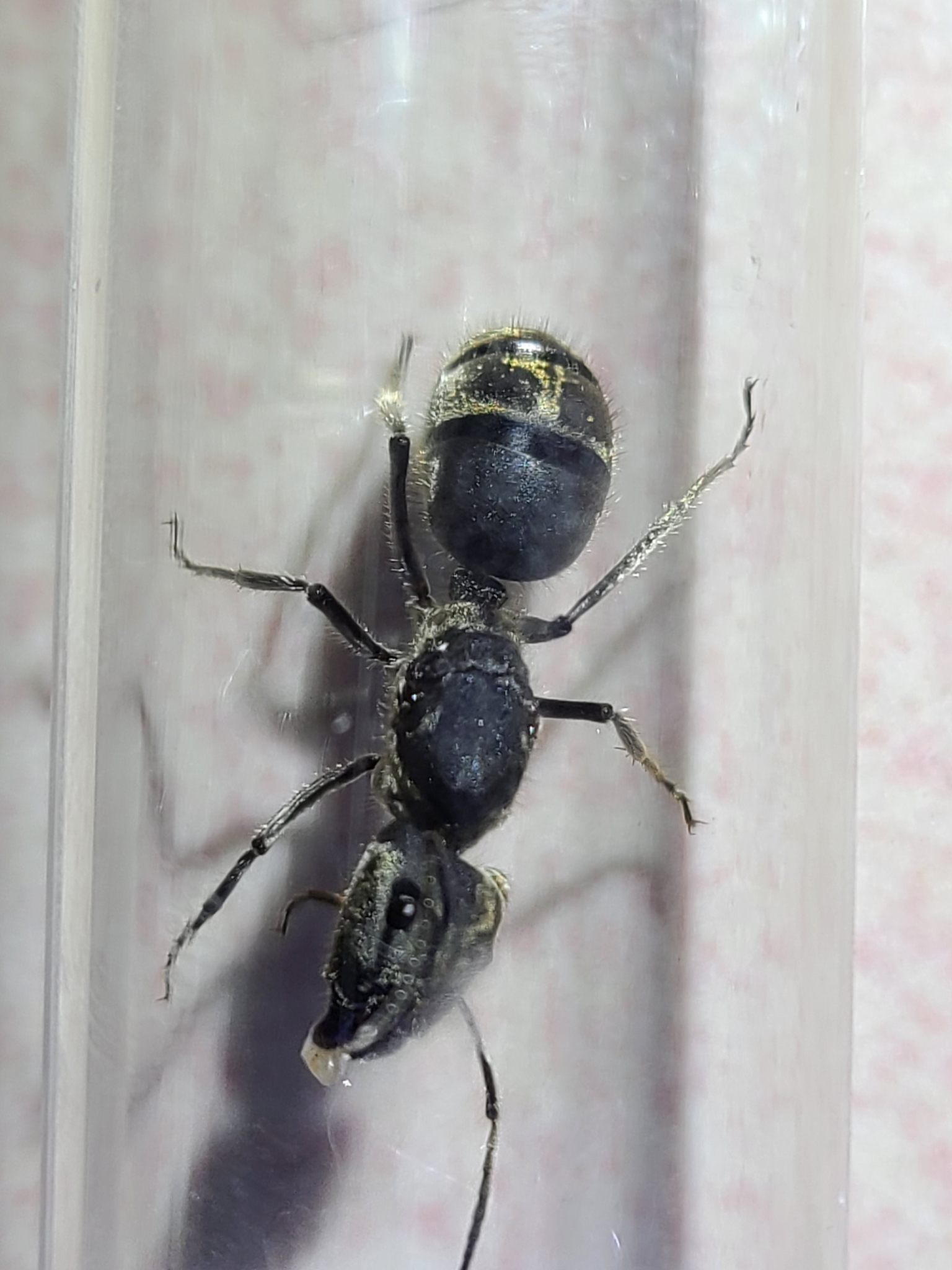Myrmosaulus