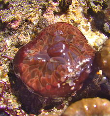 Actinia ebhayiensis