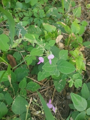 Desmodium canescens