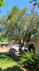 Cupressus sempervirens