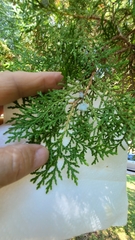 Cupressus sempervirens