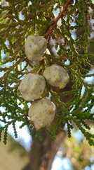 Cupressus sempervirens