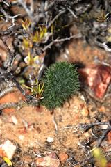 Eriospermum paradoxum