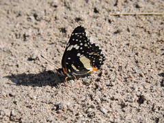 Chlosyne lacinia crocale