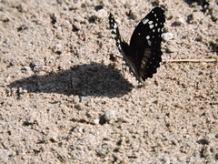 Chlosyne lacinia crocale