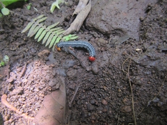 Lepidoptera