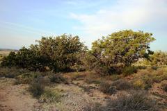 Schotia afra afra