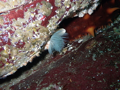 Protula pacifica
