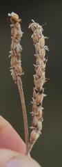 Plantago carnosa