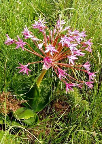 Brunsvigia radulosa image