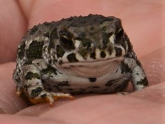 Anaxyrus compactilis