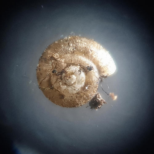 Dwarf Snail, Blylaget, Norway, photo 10 of 10
