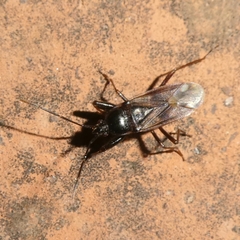 Eremocoris fenestratus