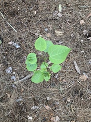 Stigmella populetorum