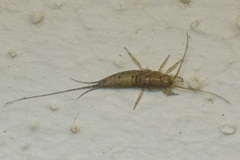 Petrobius