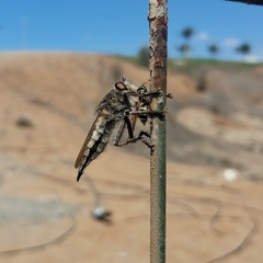Promachus latitarsatus