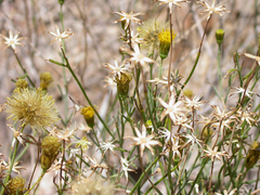 Porophyllum scoparium