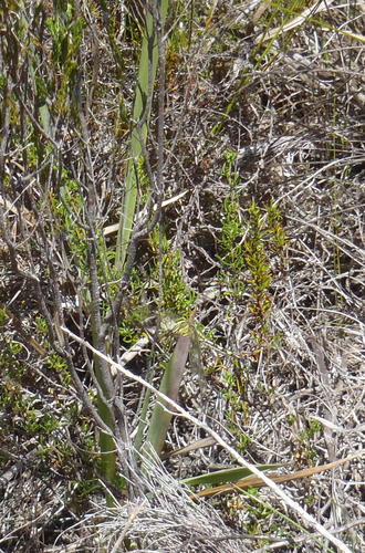 Pentameris barbata ssp. orientalis