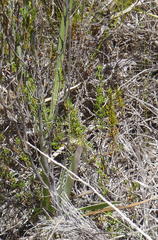 Pentameris barbata orientalis