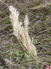 Pentameris barbata orientalis