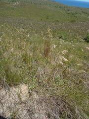 Pentameris barbata orientalis