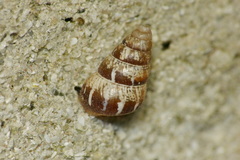 Cochlicella acuta