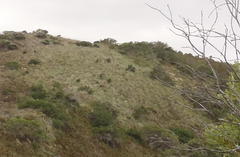 Pentameris barbata orientalis