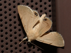 Litoprosopus coachella