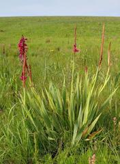 Watsonia pulchra image