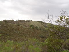 Pentameris barbata orientalis