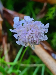 Scabiosa nitens