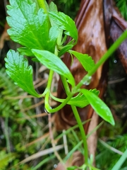 Scabiosa nitens
