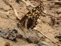 Papilio demodocus demodocus